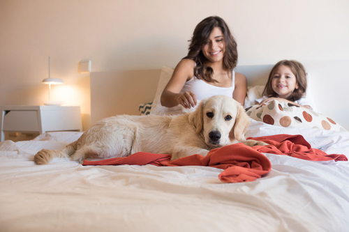 Make your pet happy