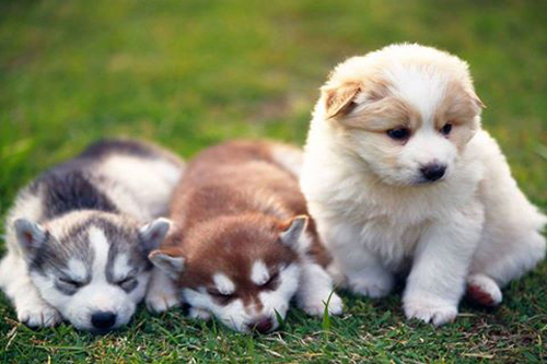 amazing pet deals