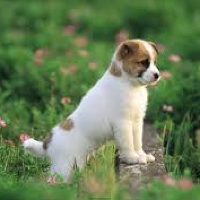Puppies for sale
